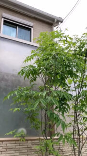 こんにちは！
GW後半、皆さんいかがお過ごしでしょうか？☀️
お天気にも恵まれて、どこかお出かけされている方も多いかもしれませんね🗽

さてさて、先日ご紹介した物件の動画バージョンをご用意しました🎥✨
写真だけでは伝えきれなかった魅力や雰囲気を、ぜひ動画で体感してみてください🎉

スペースガーデニングはGWも営業しております🌷
問合せ・ご相談お待ちしております😊🪇

#外構
#外構デザイン
#埼玉外構
#新築外構
#エクステリアデザイン
#庭デザイン
#庭リフォーム
#シンプル外構
#ココマⅡ
#リウッドデッキ
#テラス屋根のある暮らし
#道路からの目隠し
#楽しいGWをお過ごしください
#スペースガーデニング